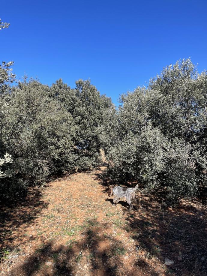 plantación de carrascas truferas perro buscando trufas