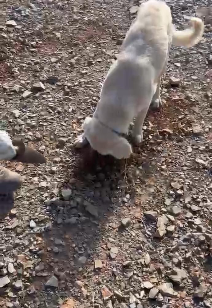 perro trufero