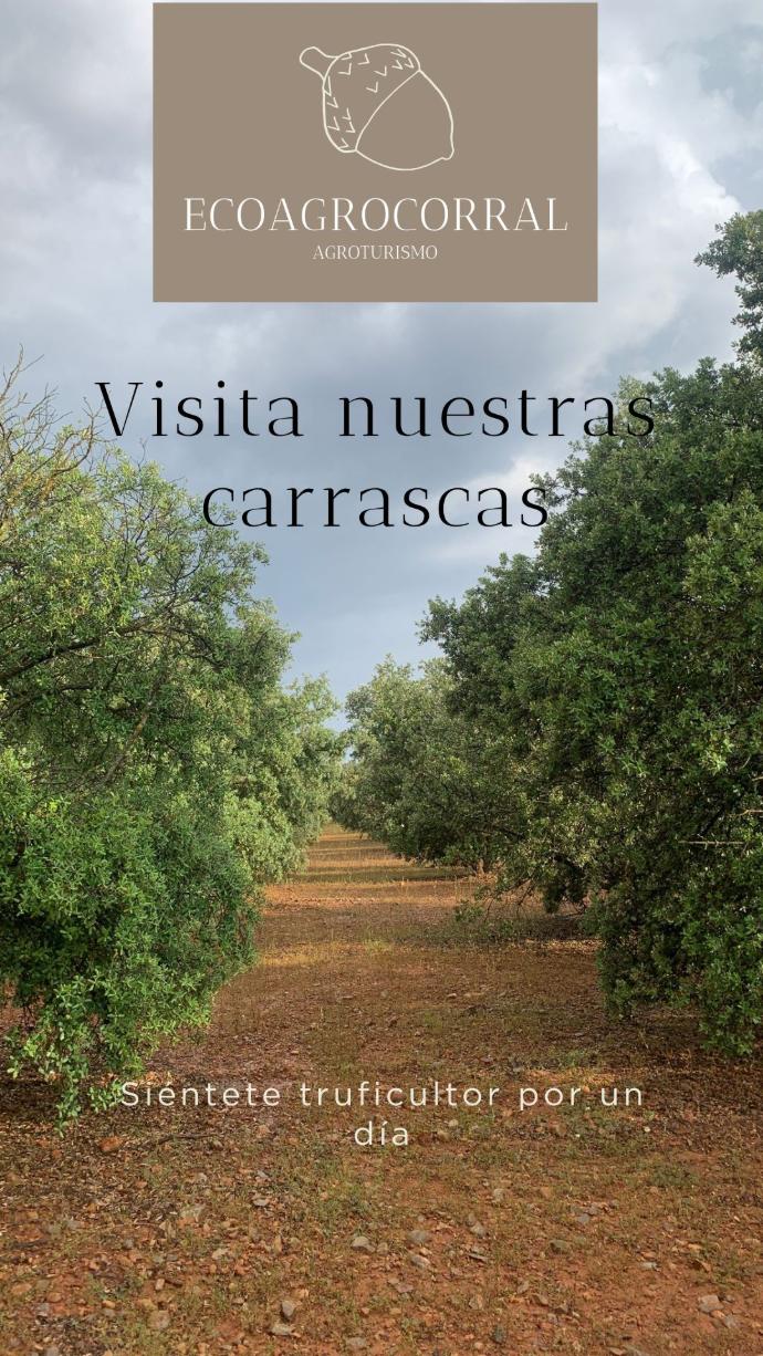 Visita carrascas truferas