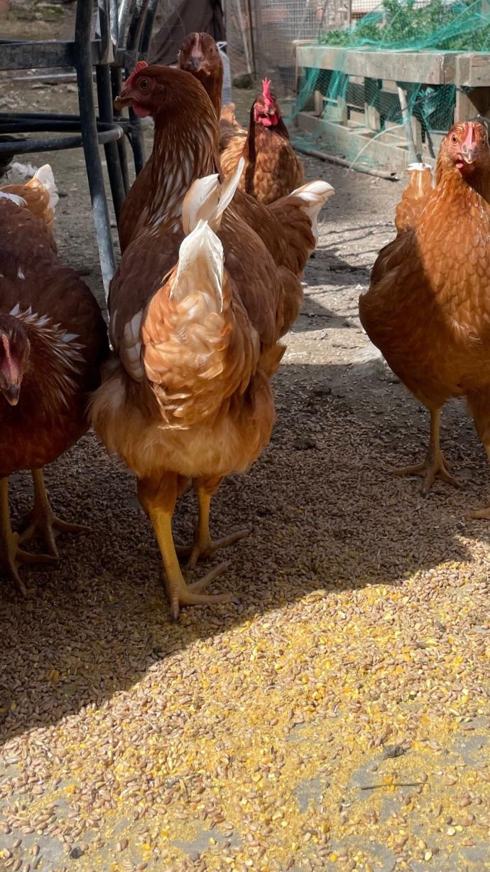 gallinas caseras