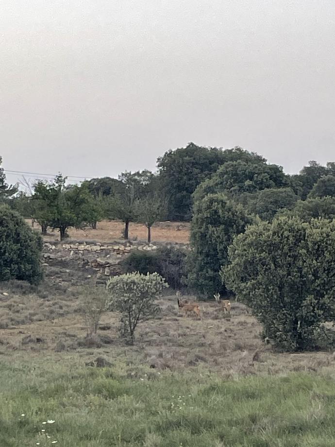 vista de corzos fauna de Barracas corzos